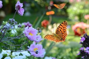 229000794-jardins-des-papillons-5-1600x900